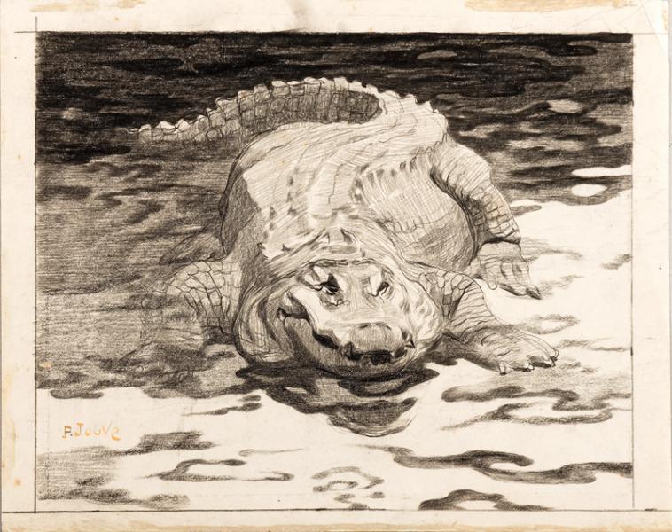 Crocodile, circa 1910